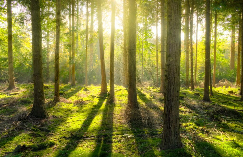 atelier arbre vie foret